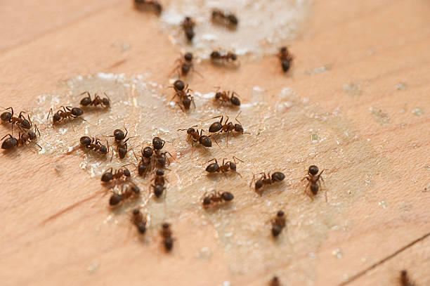 Best Flea Control Services  in Cedar Ridge, CA