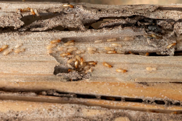 Professional Pest Control in Cedar Ridge, CA