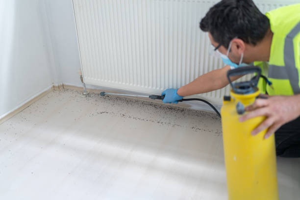 Best Termite Control Services  in Cedar Ridge, CA